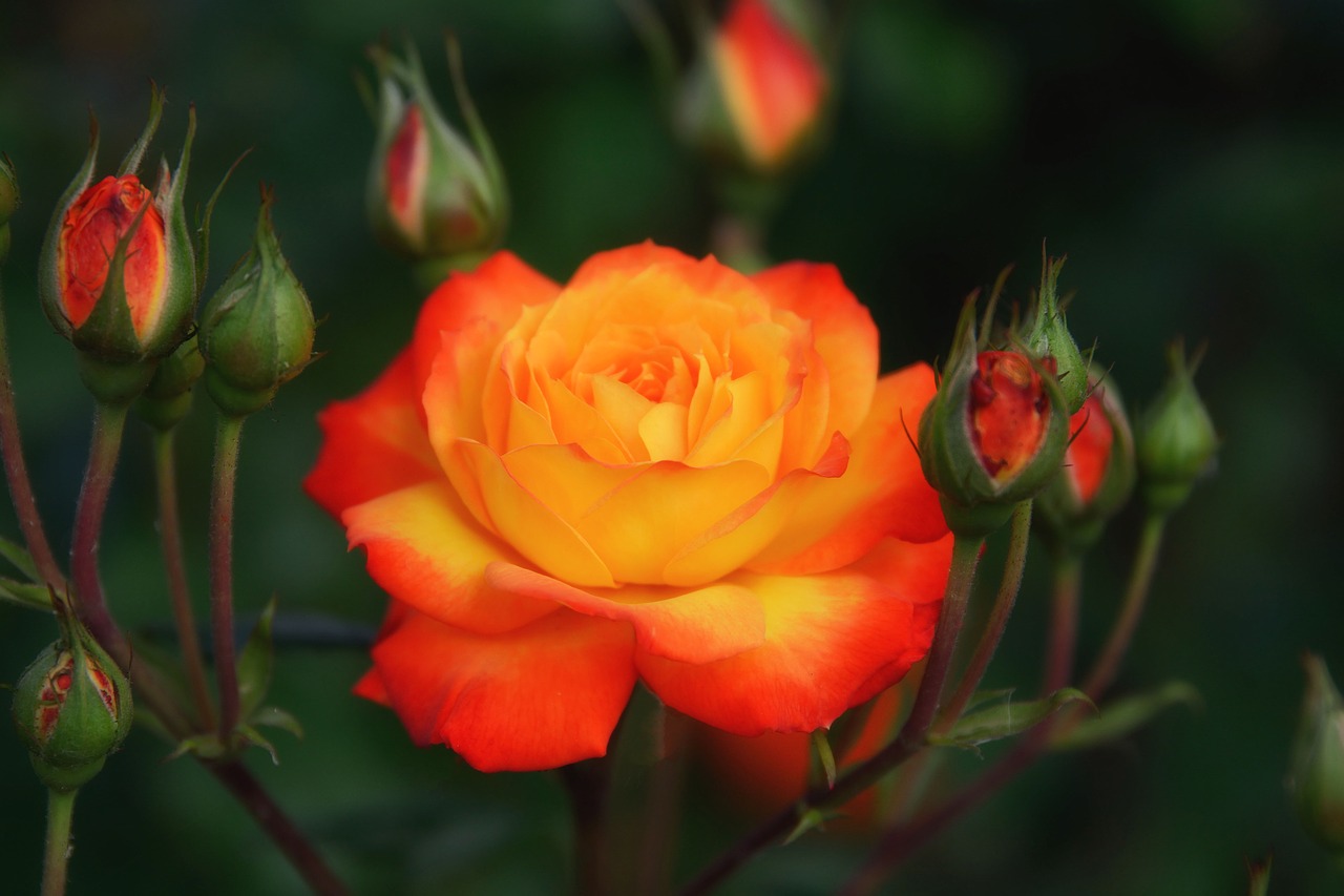 orange rose  bright  plant free photo