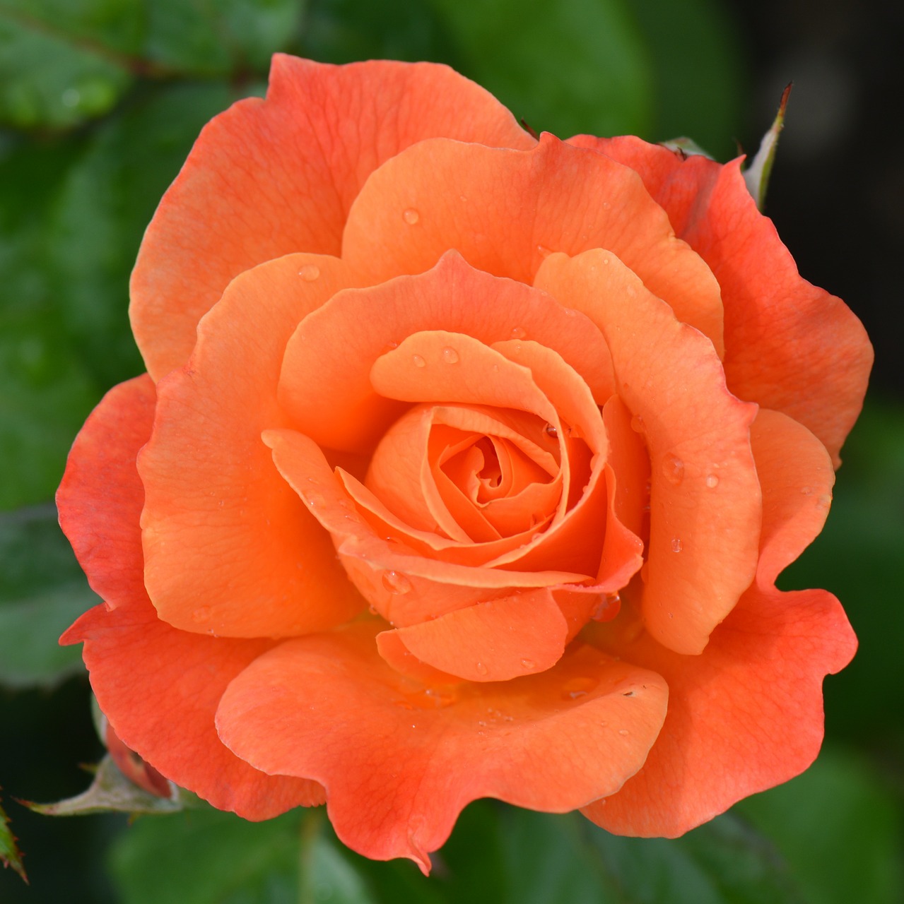 orange rose rose flower free photo