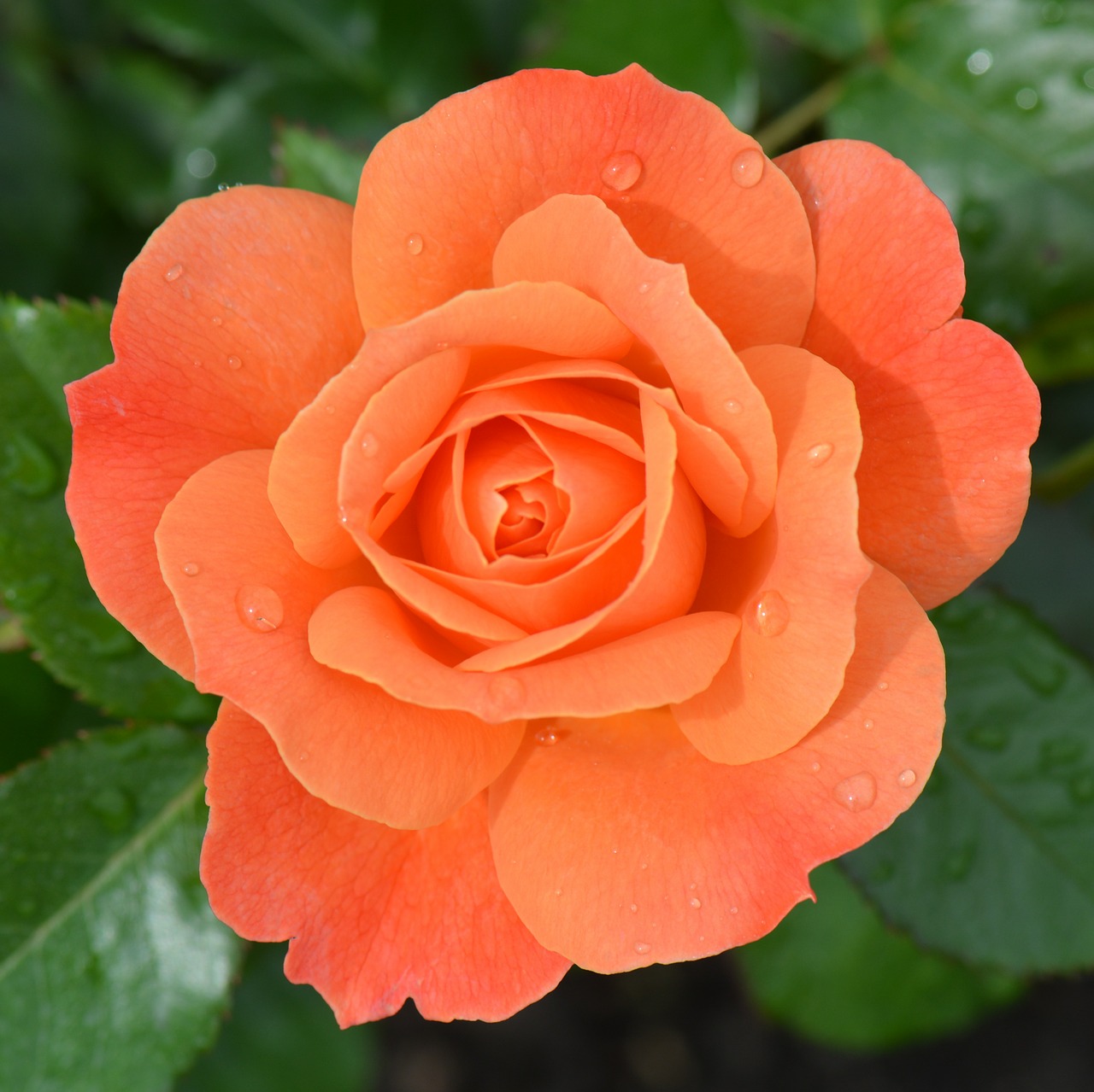 orange rose rose flower free photo