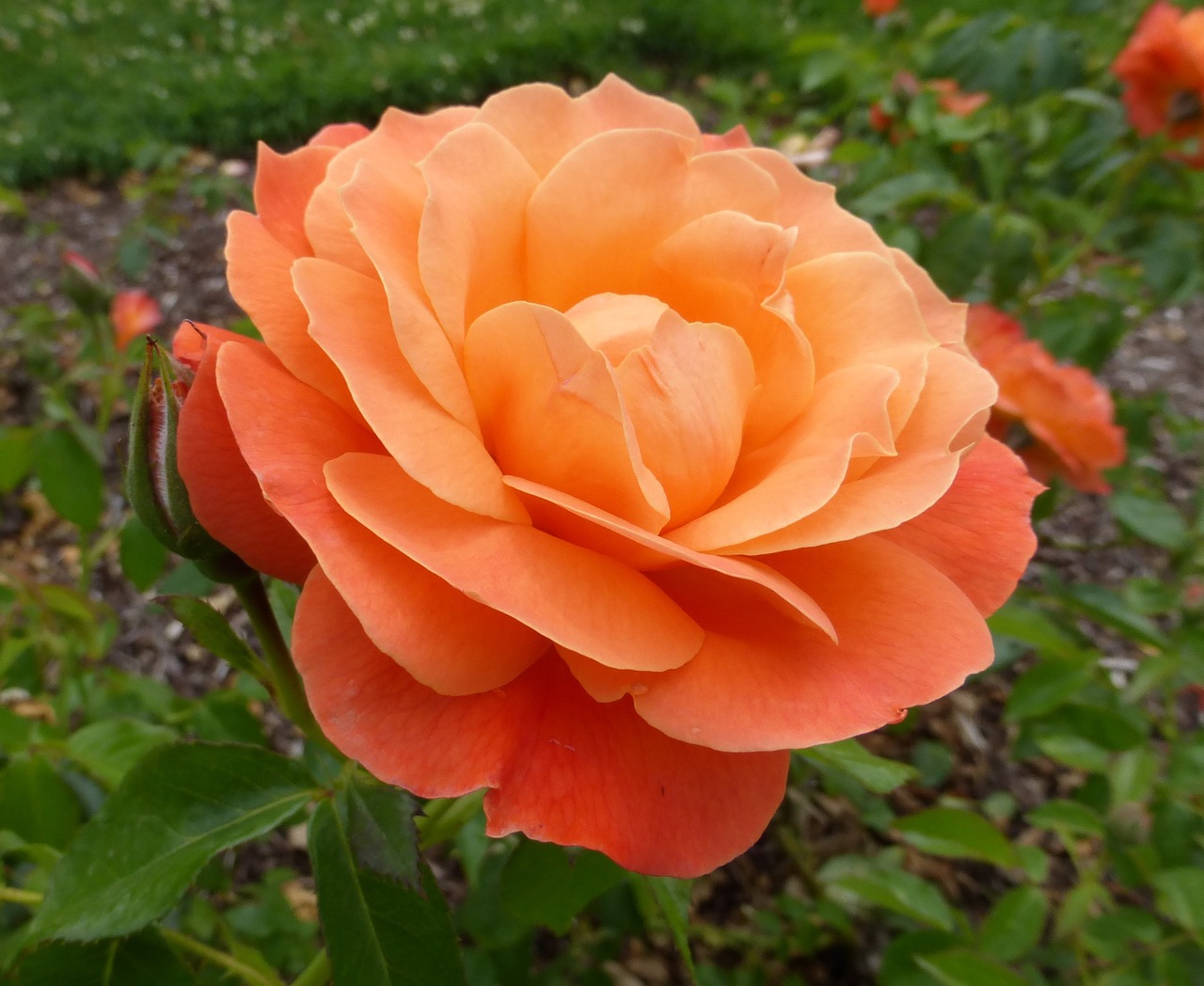 orange rose rose flower free photo