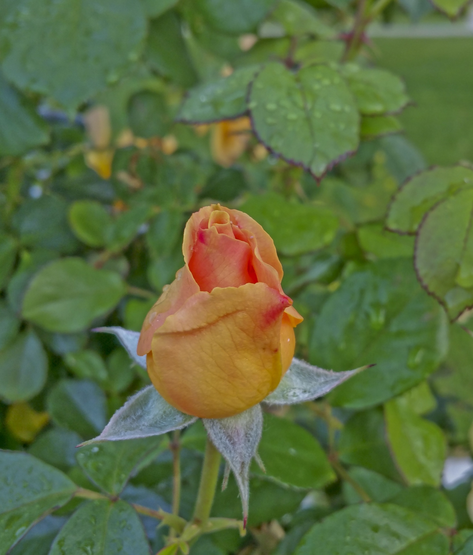 rose rose bud orange free photo