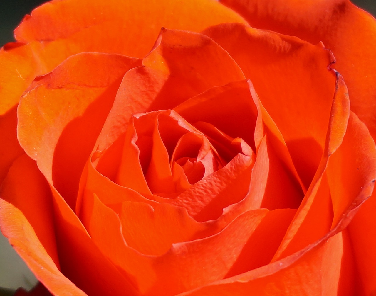 orange rose close-up rose flower free photo