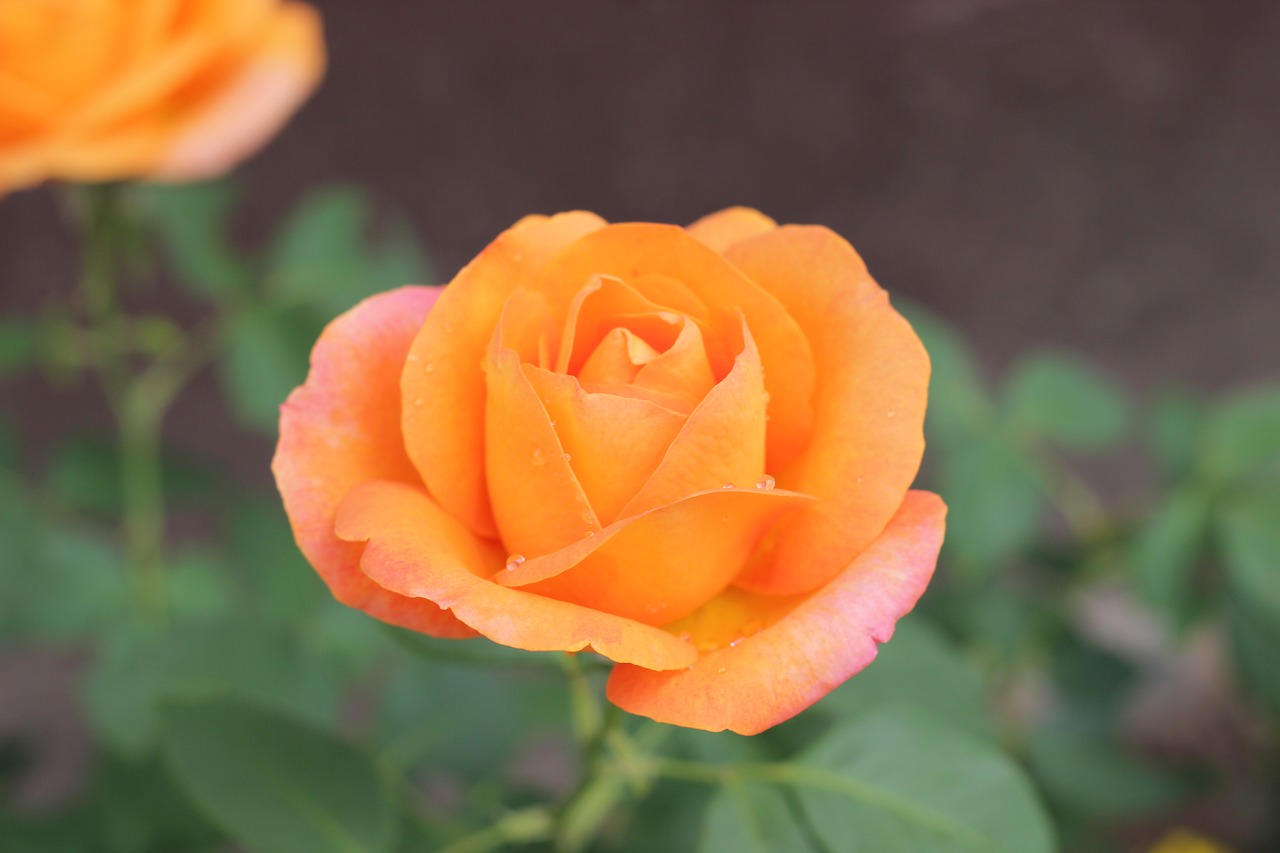 orange rose golden medal blooming garden free photo