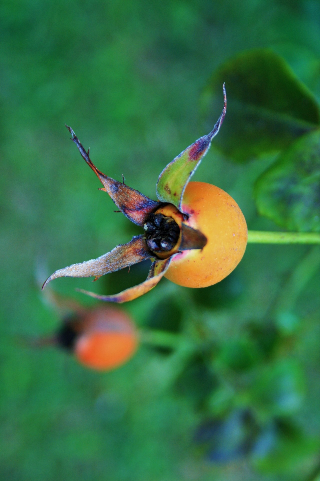 rosehip rose orange free photo