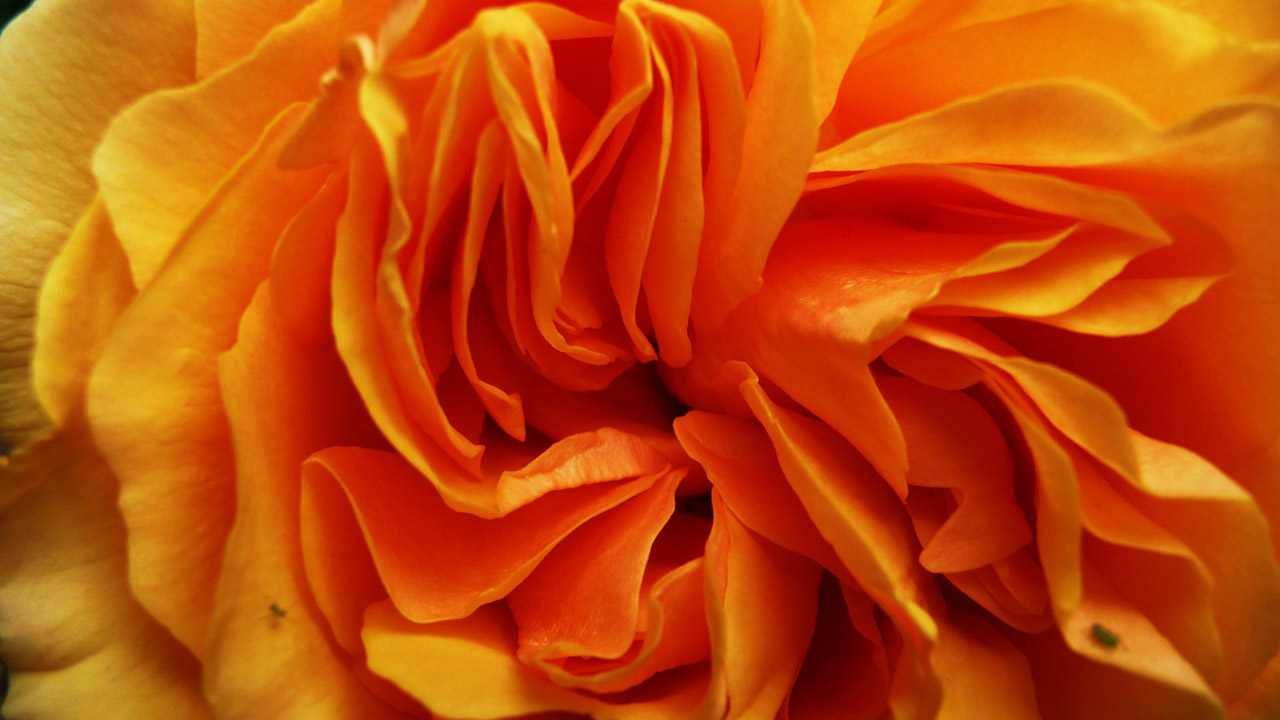 orange roses flower free photo