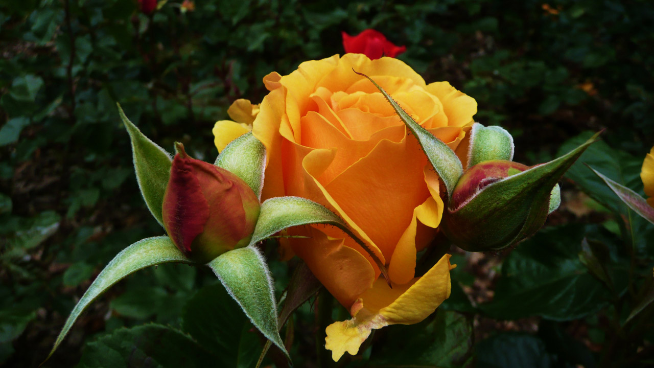 orange roses flower free photo