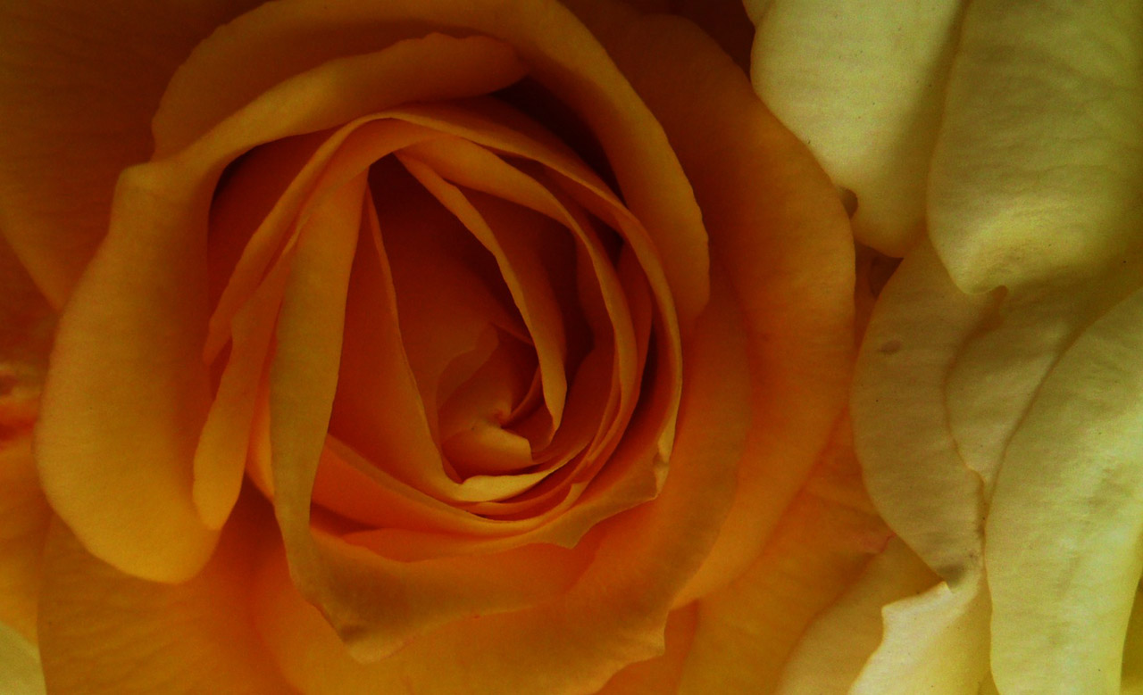 orange roses flower free photo