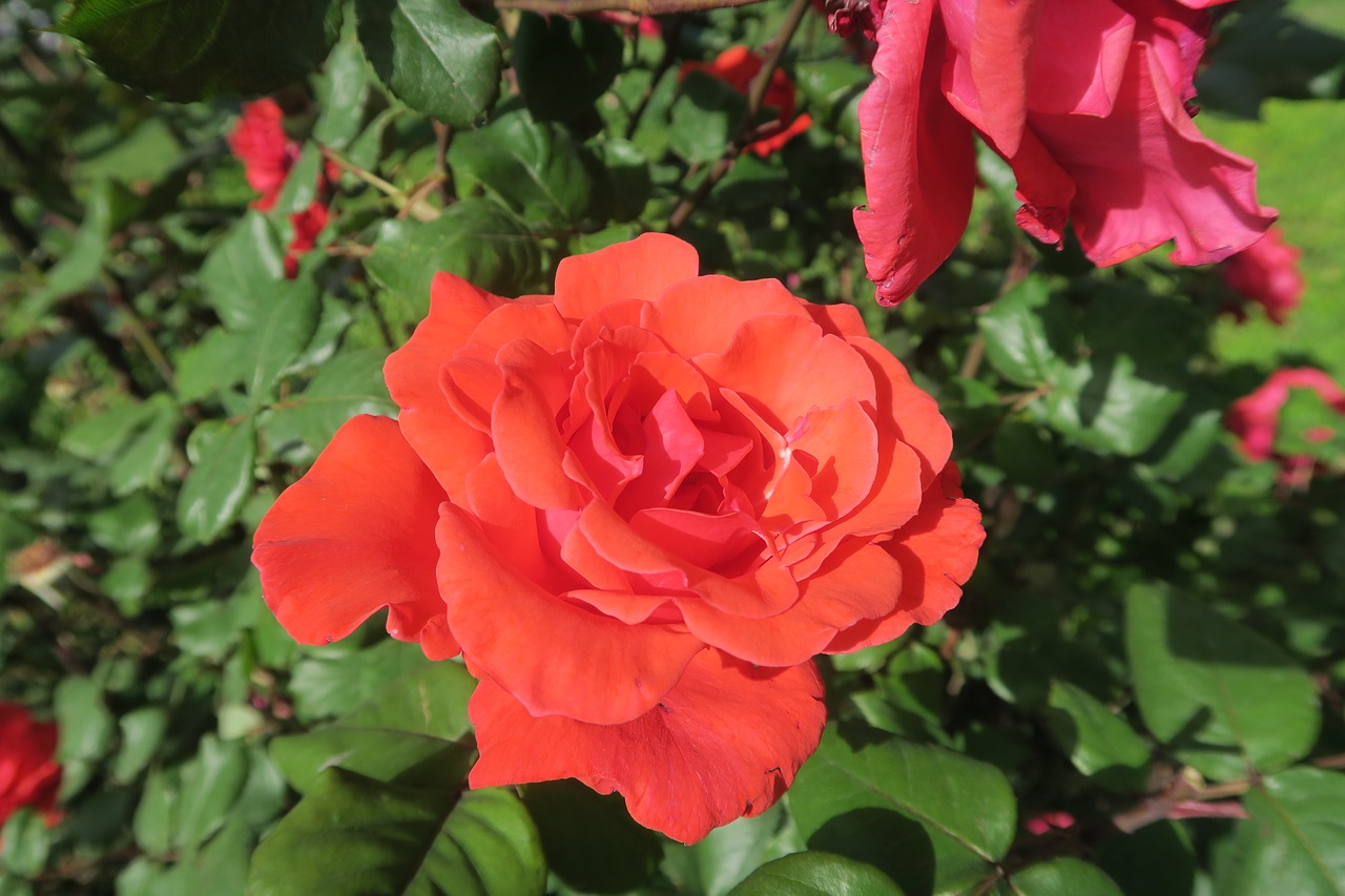 orange roses  flower  plant free photo