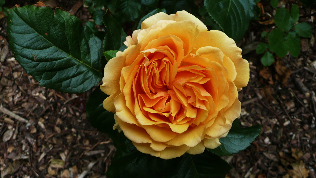 orange roses flower free photo