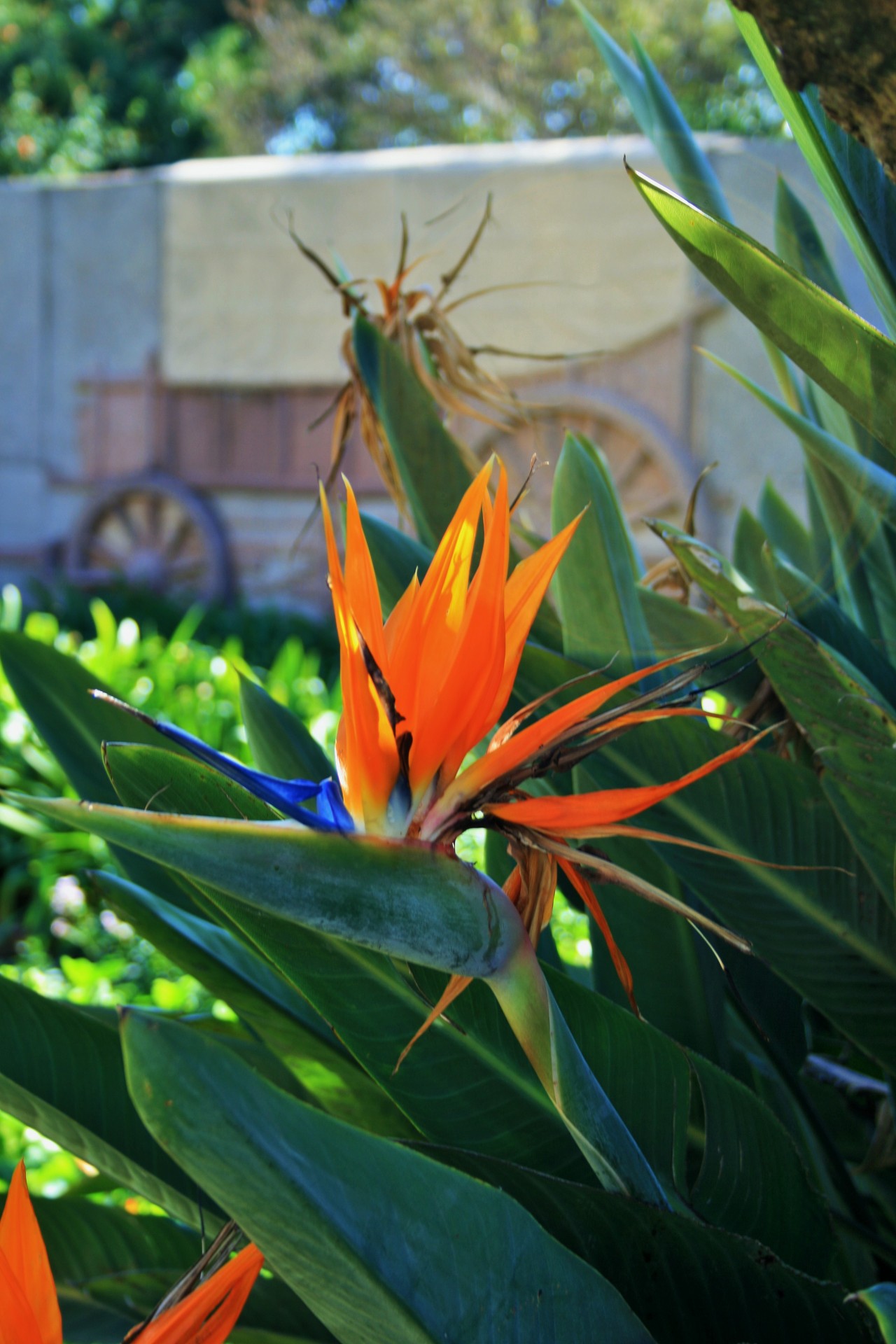 flower national bird paradise free photo