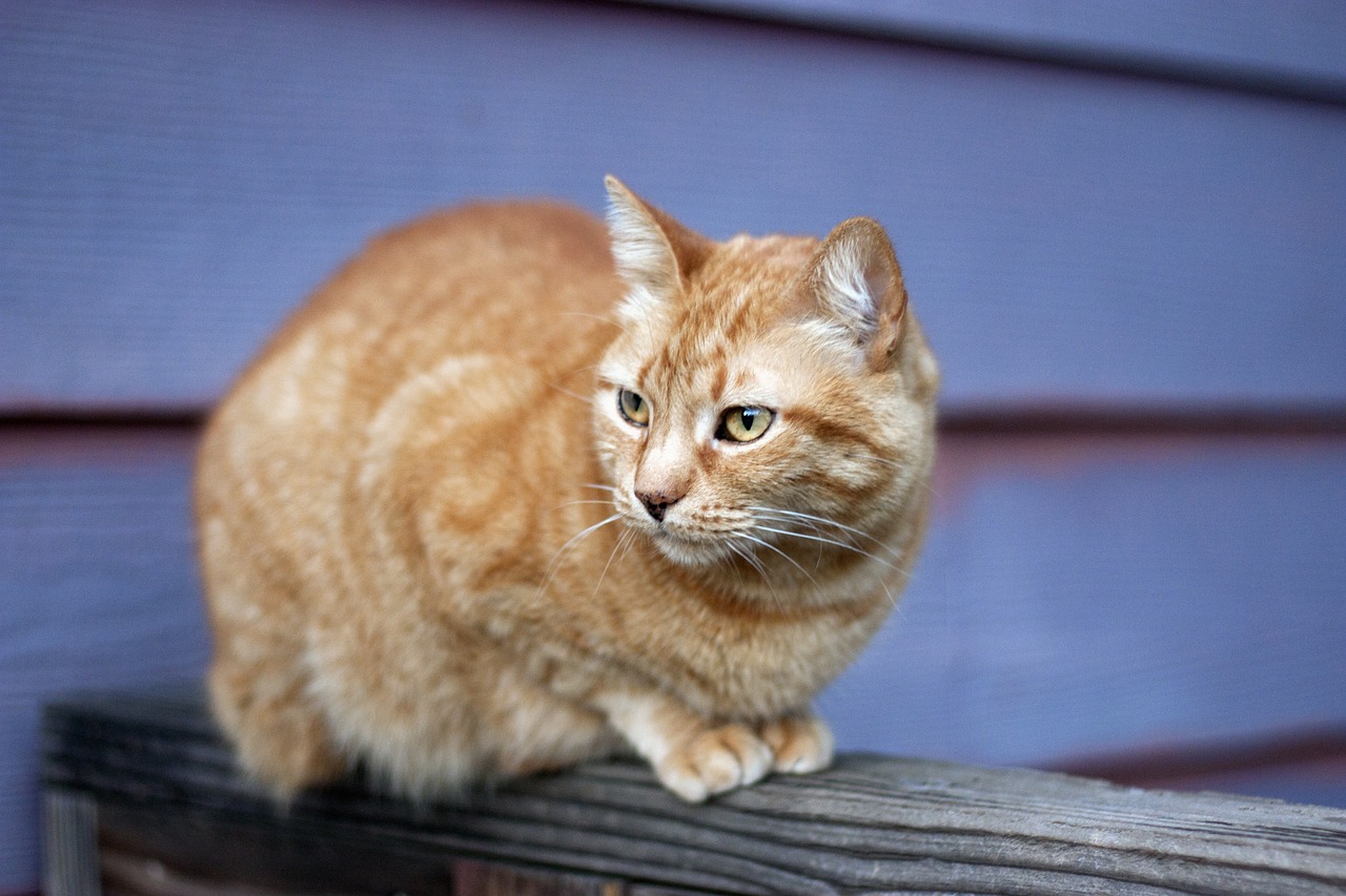 orange tabby cat fence free photo