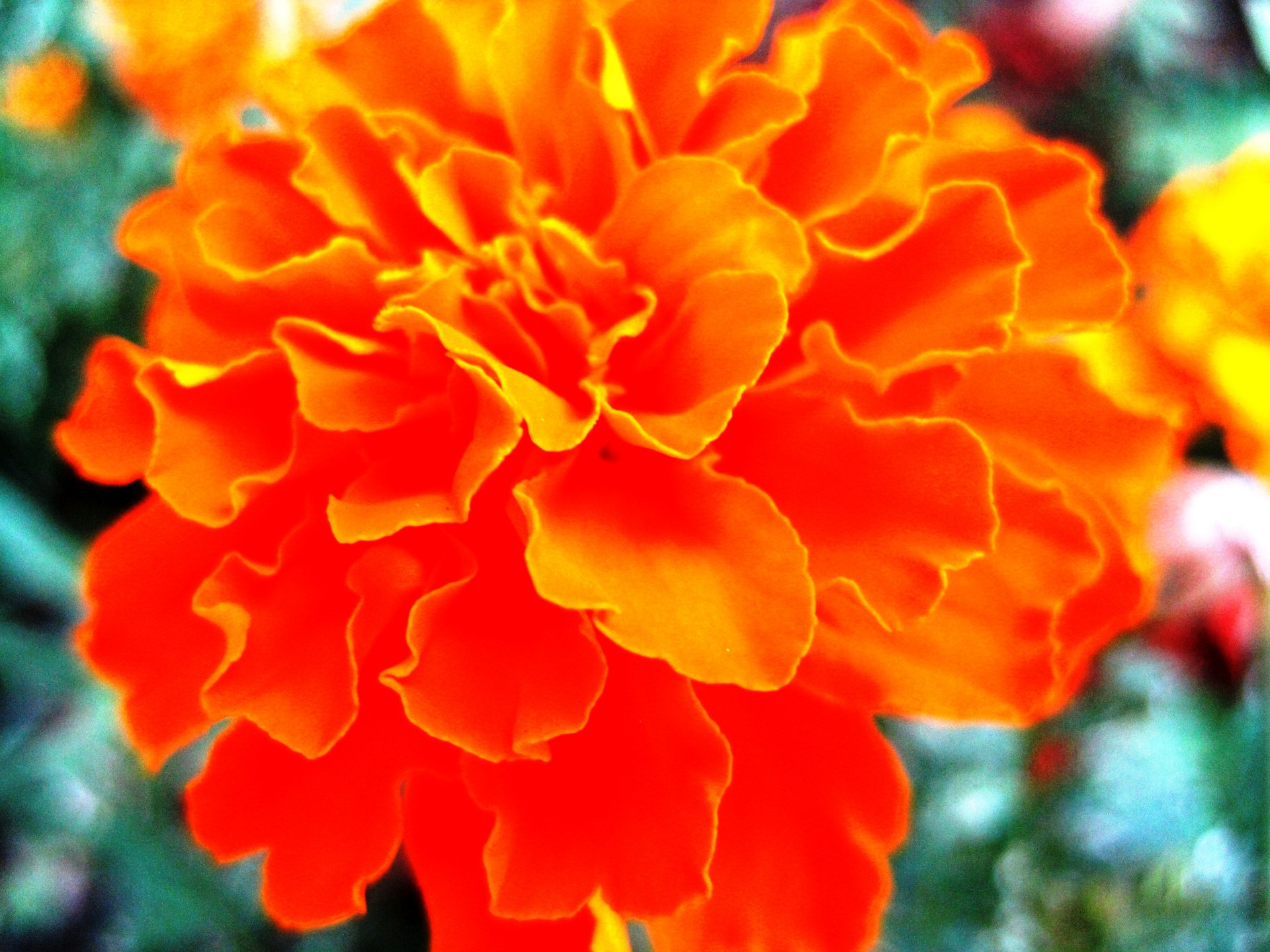 flower orange bright free photo