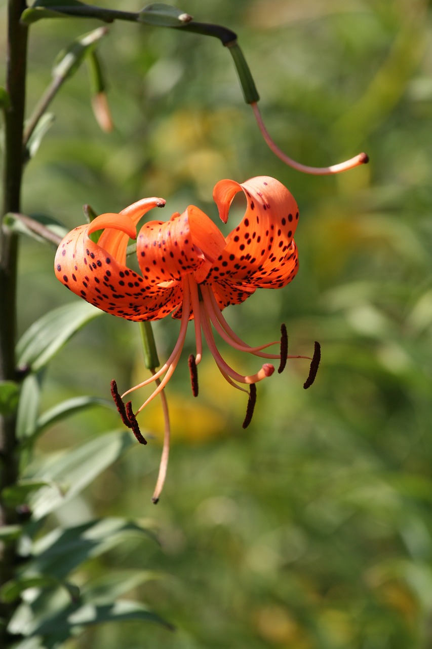 tiger lily orange flower free photo