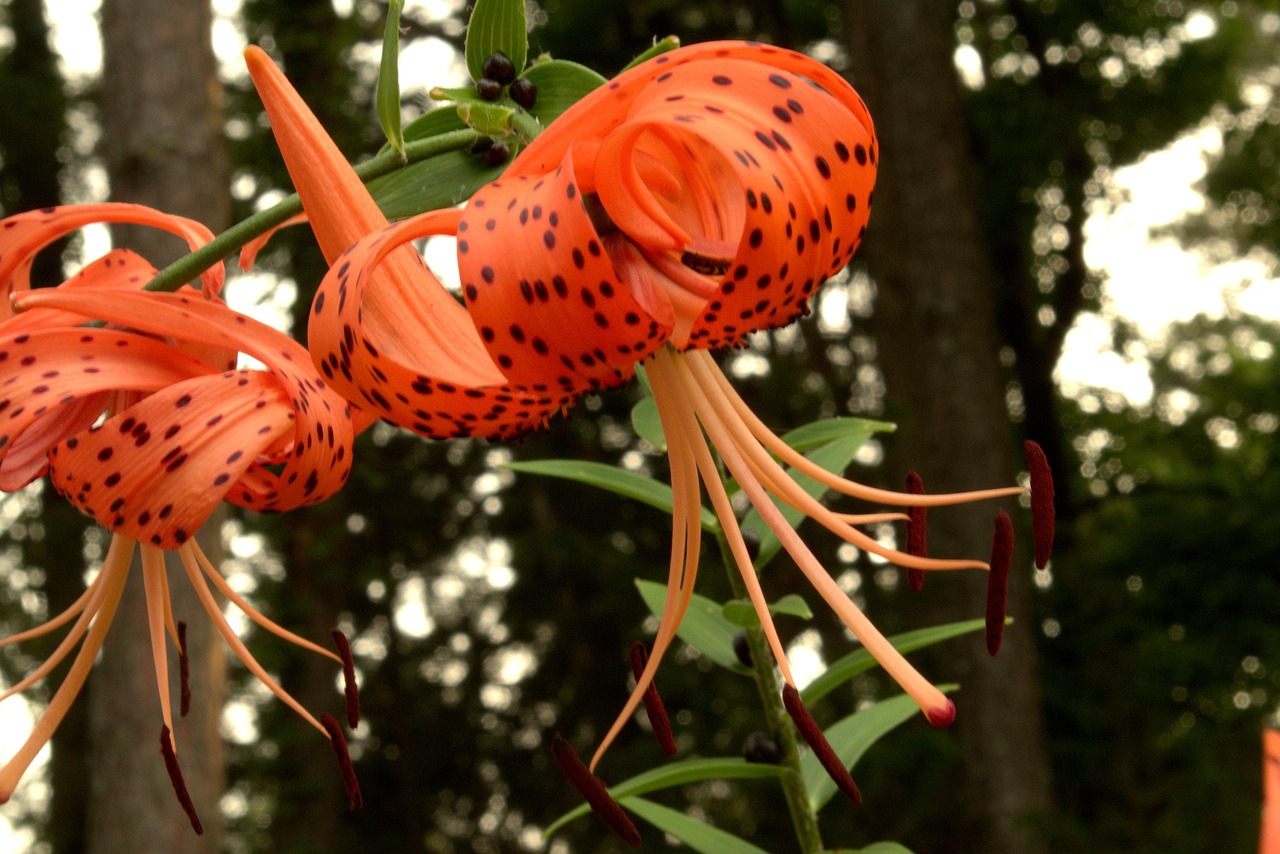 orange tiger lily  orange  flower free photo