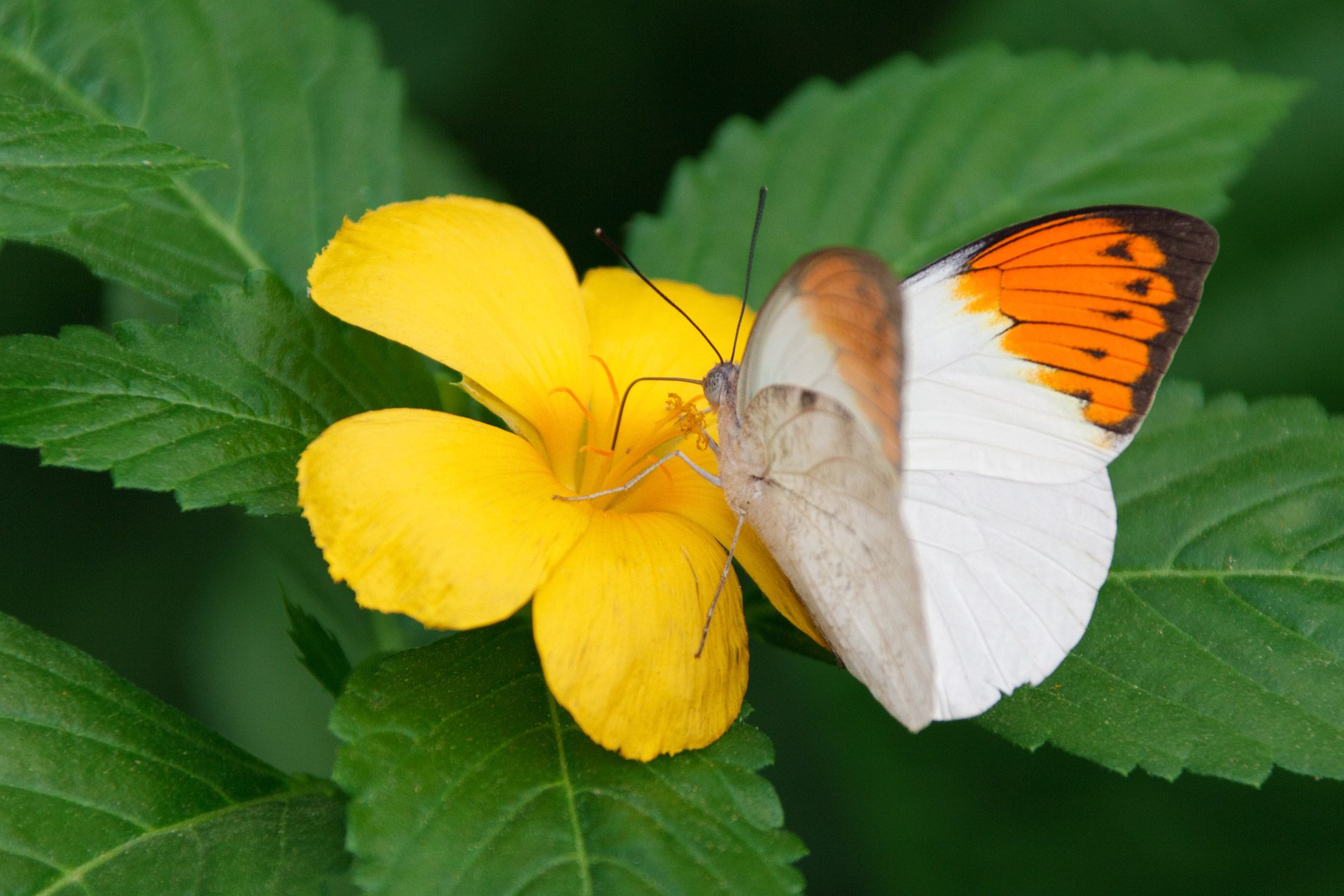 hebomoia glaucippe animal butterfly free photo