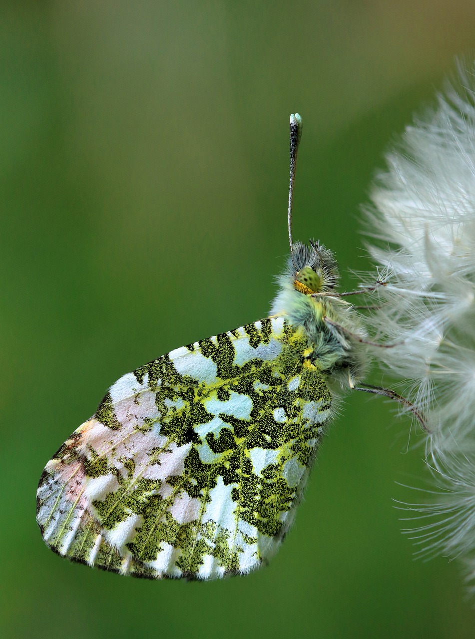 orange tip butterfly  insect  orange-tip free photo