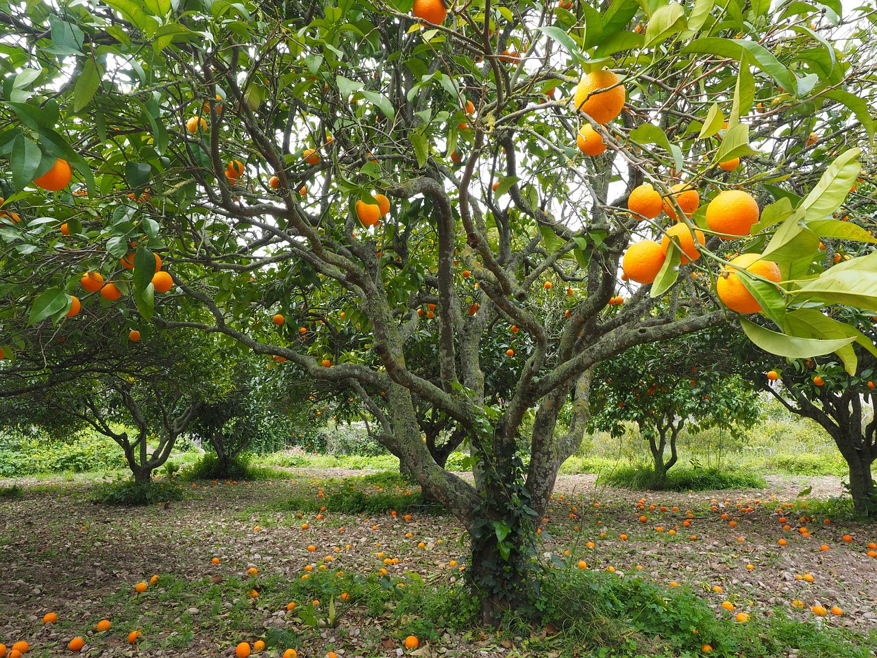 orange tree orange grove plantation free photo