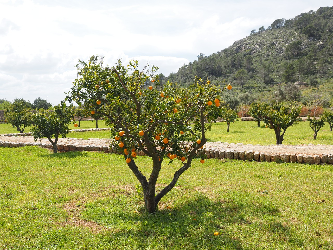 orange tree orange grove plantation free photo