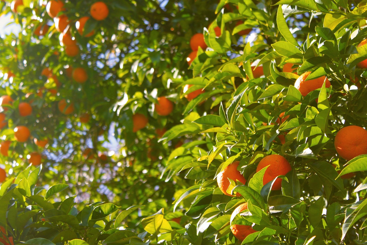 orange tree oranges tree free photo