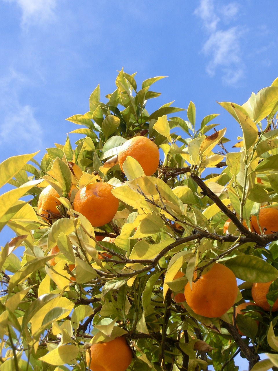 orange tree andalousia spain free photo