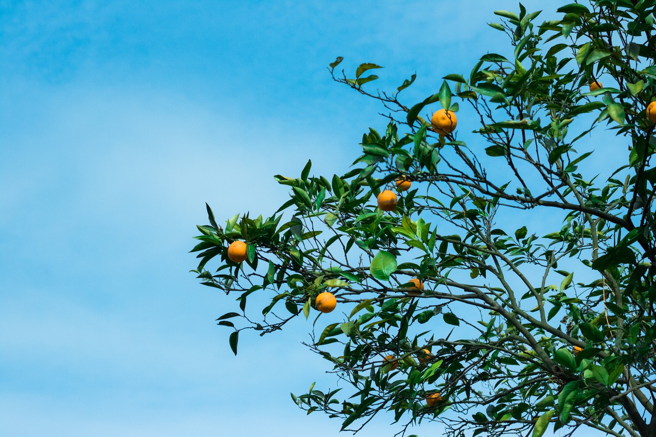 orange tree blue sky natural free photo