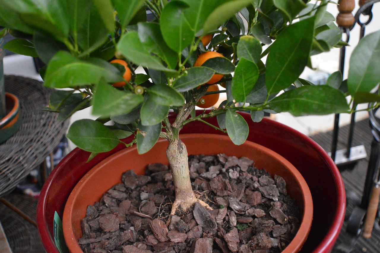 orange tree summer bloom free photo