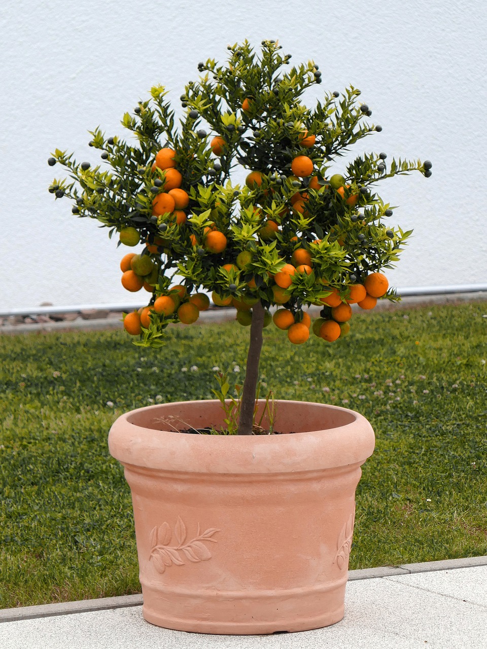 orange tree fruits decoration free photo