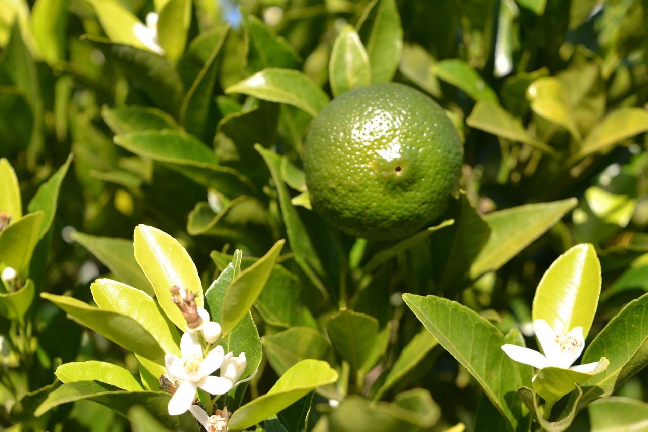 orange tree  fruit  flower free photo