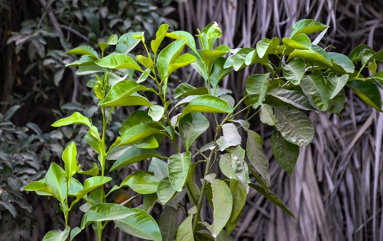 orange tree  garden  orange free photo