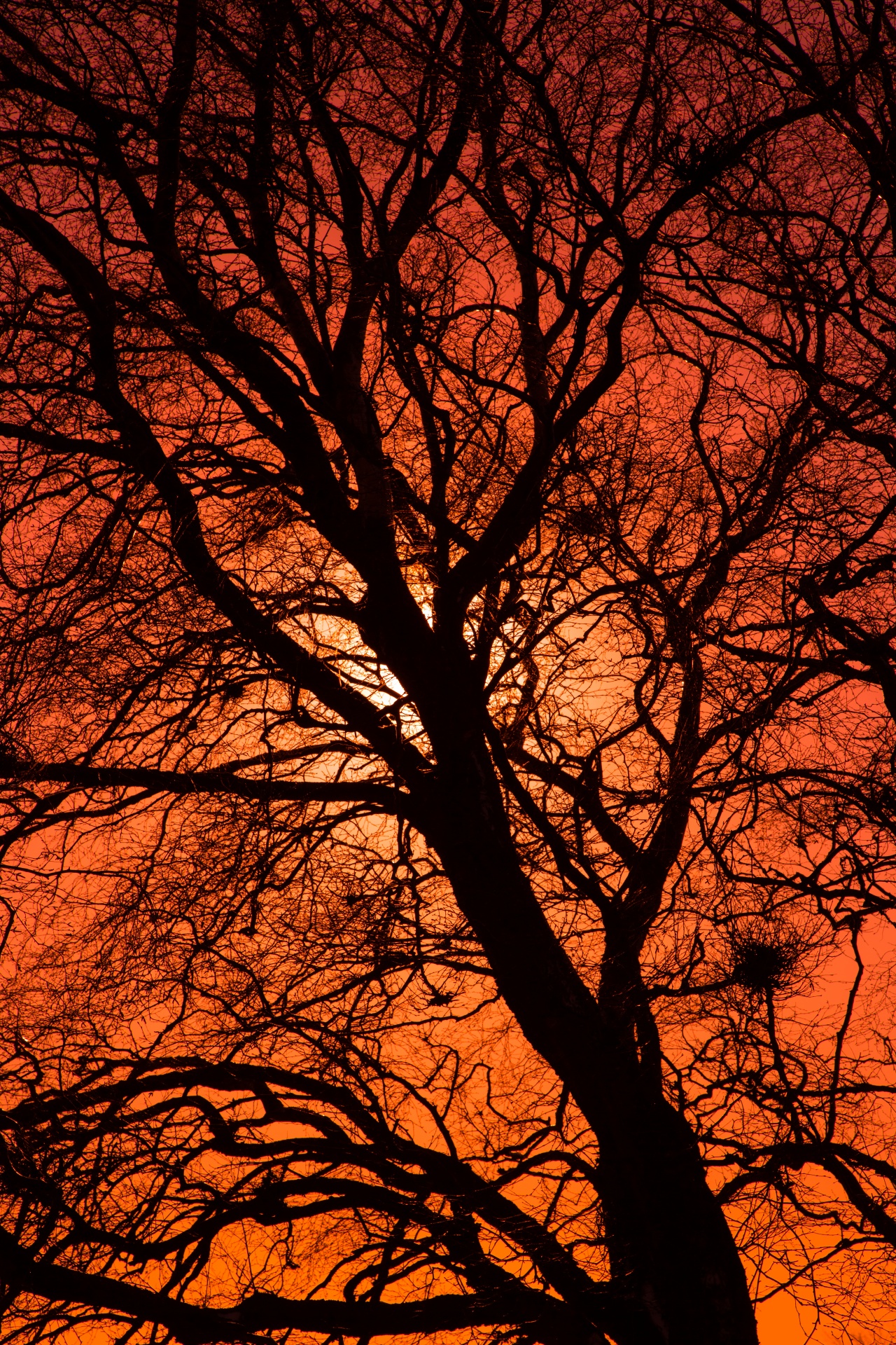 bare black branch free photo