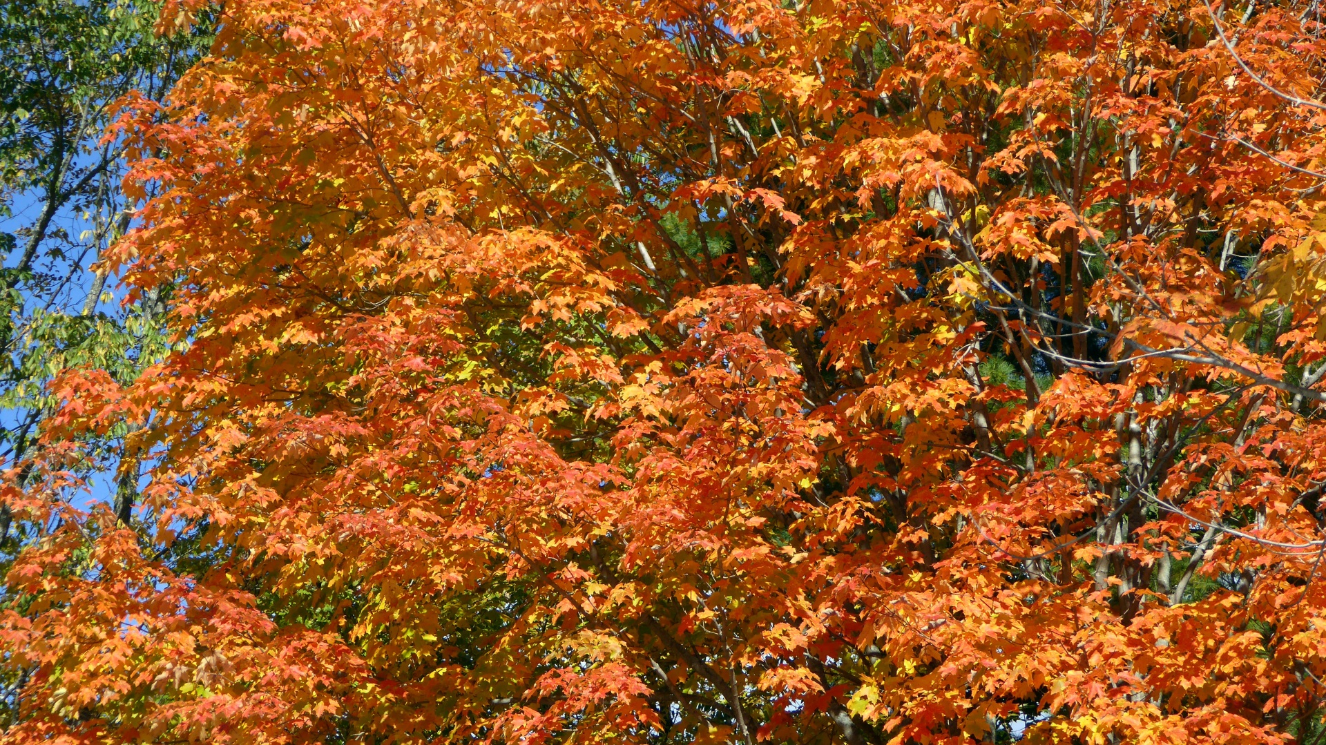 fall autumn leaves free photo