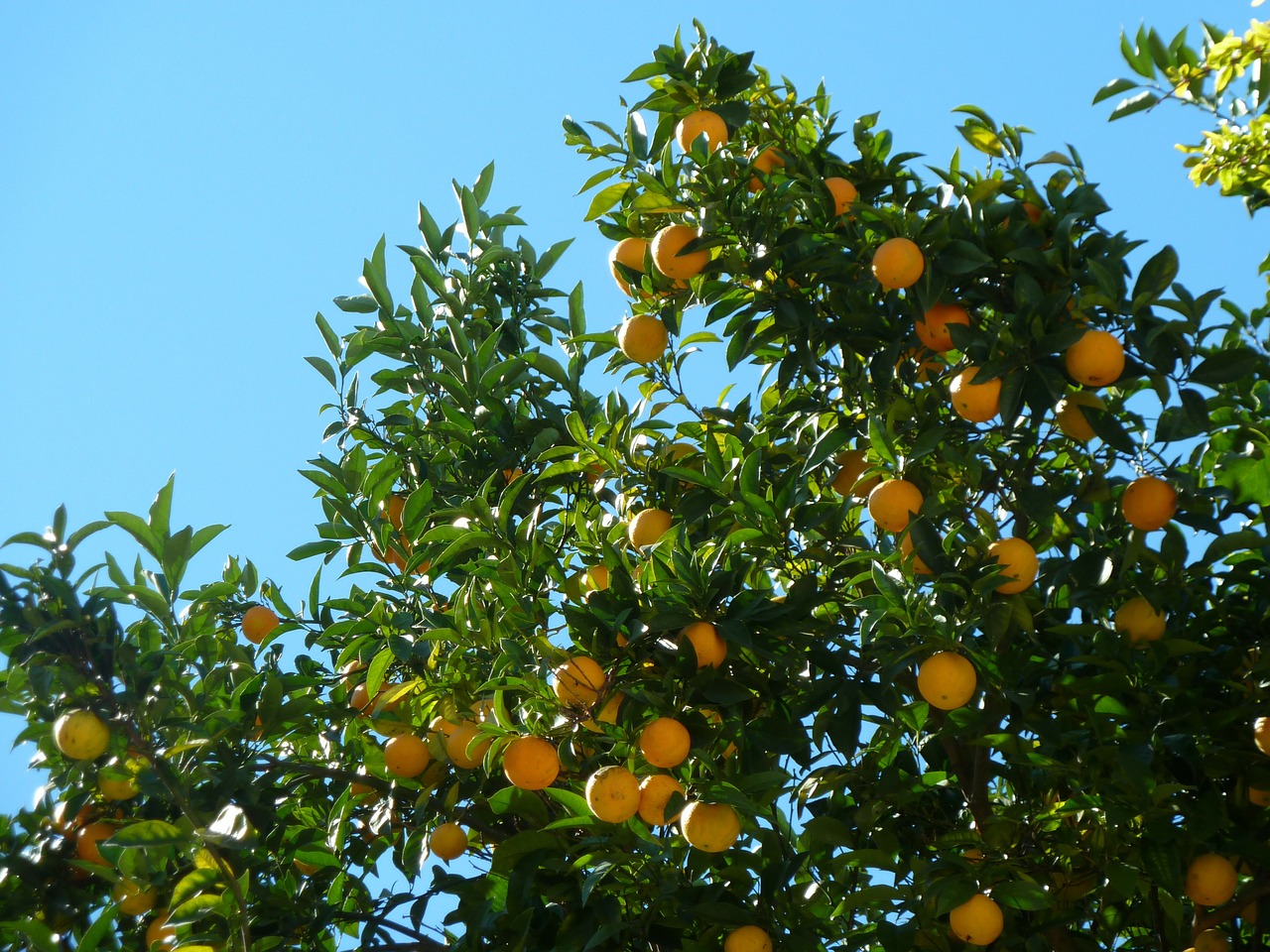orange trees trees outdoors free photo