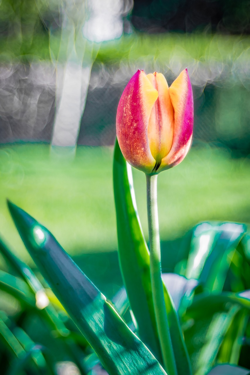 orange tulip  flower  garden free photo