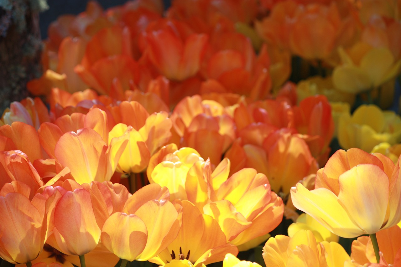 orange tulips  flower  spring free photo