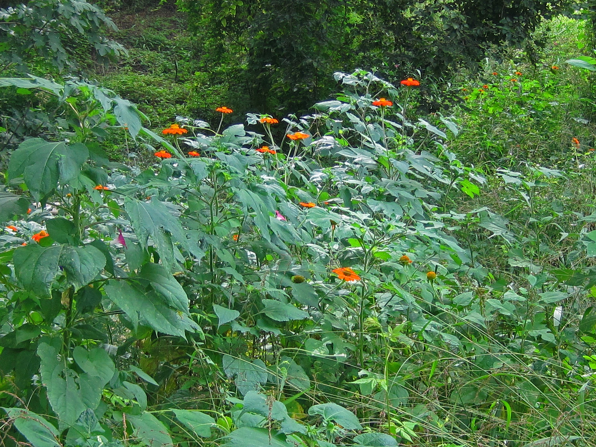 vegetation green dense free photo