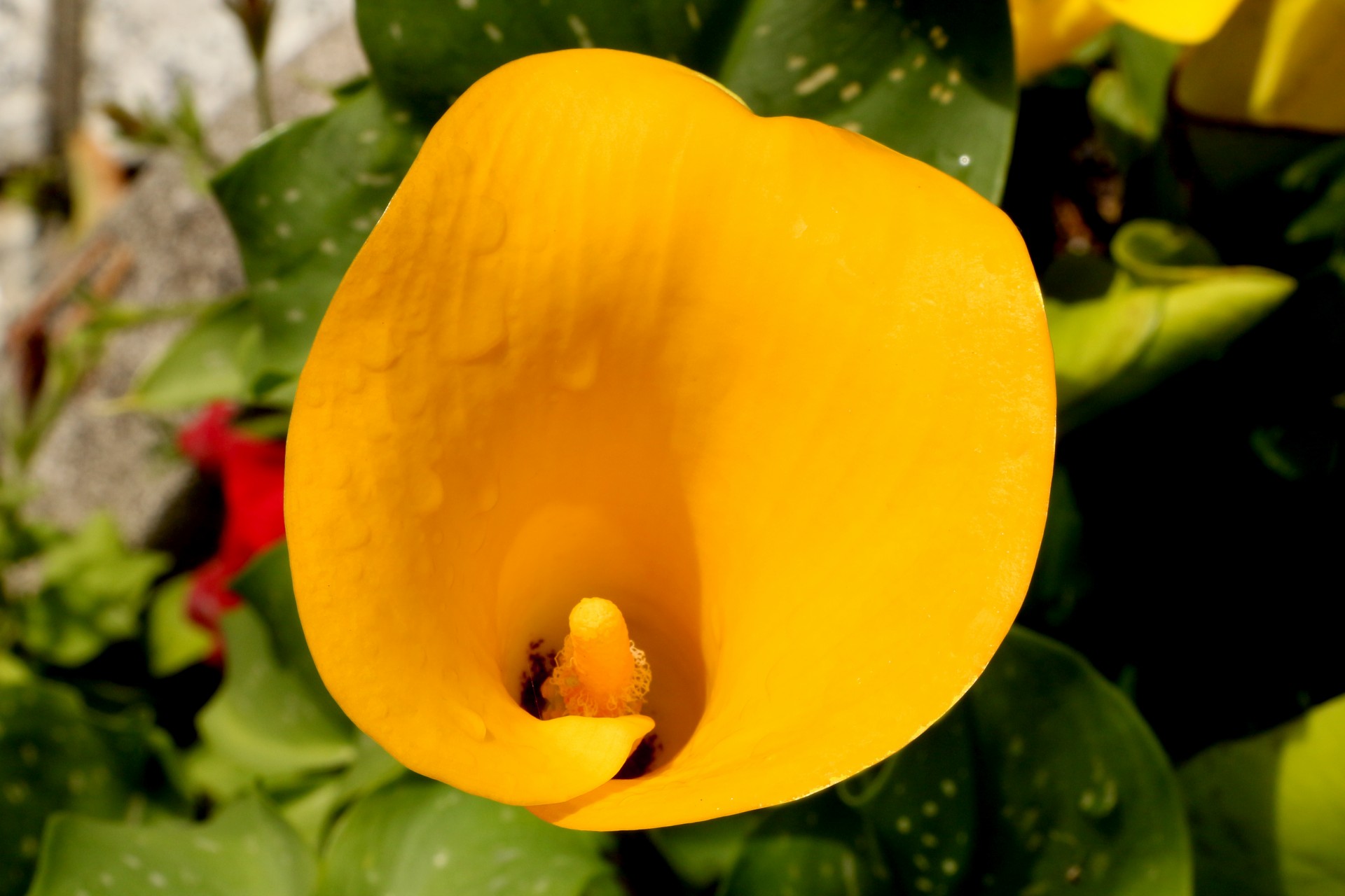 lily flower petals free photo