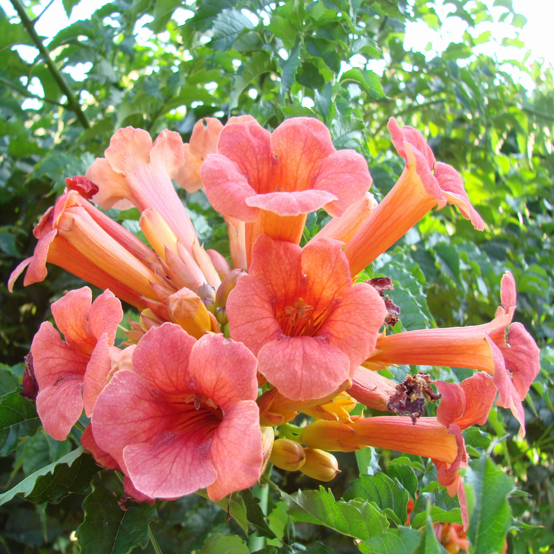 orange flower nature free photo