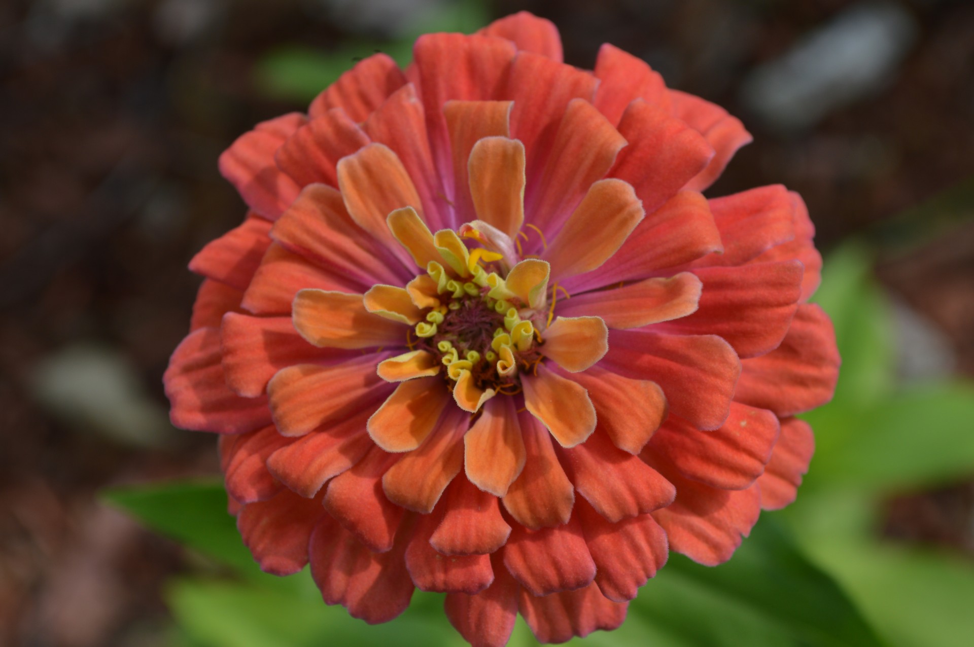 flower zinnia orange zinnia free photo