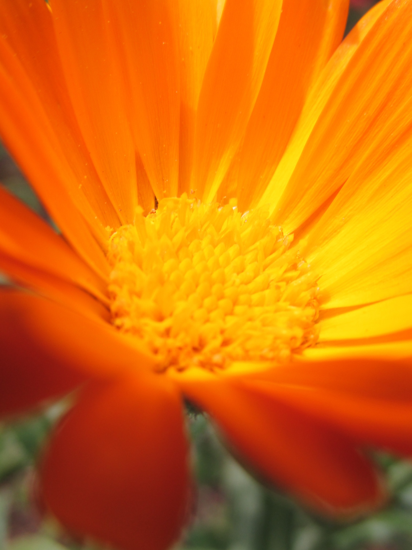 flower orange yellow free photo