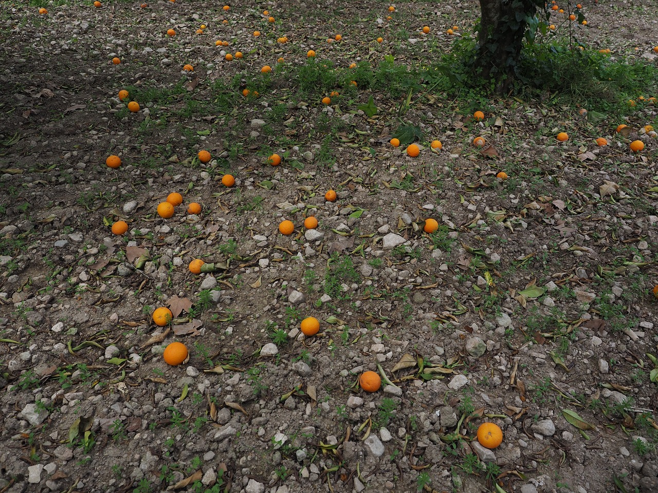 oranges orange harvest fruits free photo