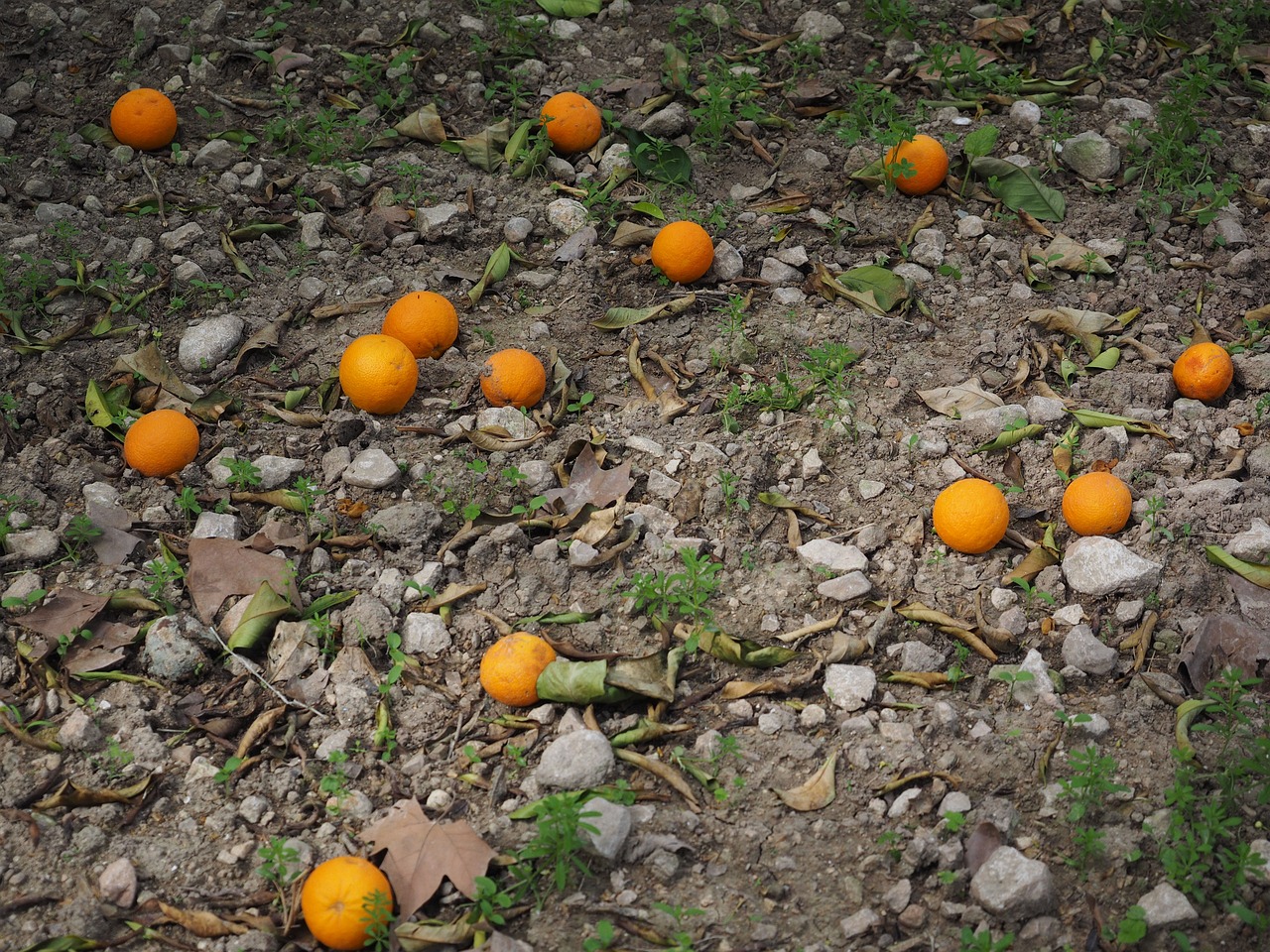 oranges orange harvest fruits free photo
