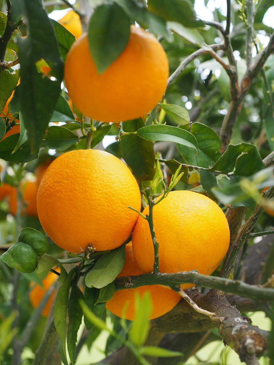 oranges fruits orange tree free photo