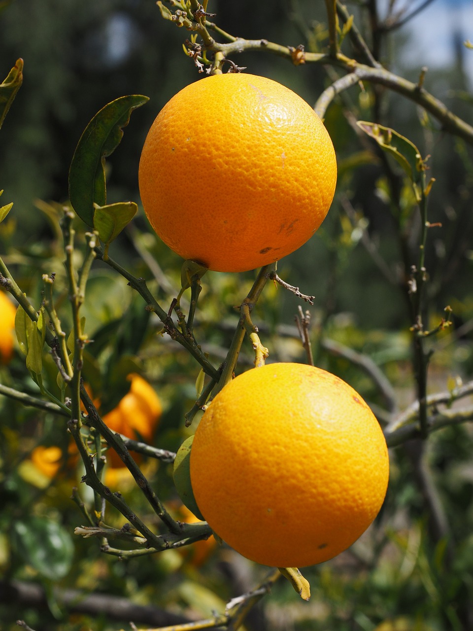 oranges fruits orange tree free photo