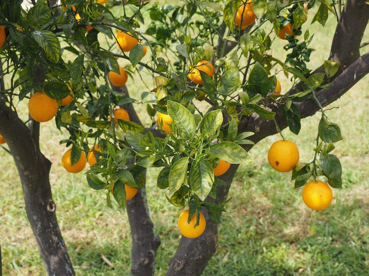 oranges fruits orange tree free photo