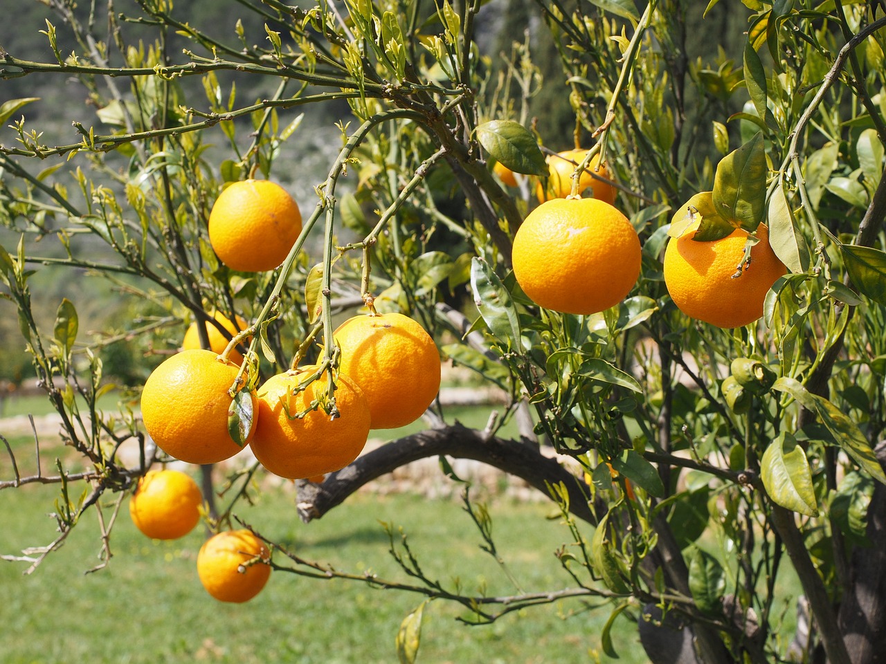 oranges fruits orange tree free photo