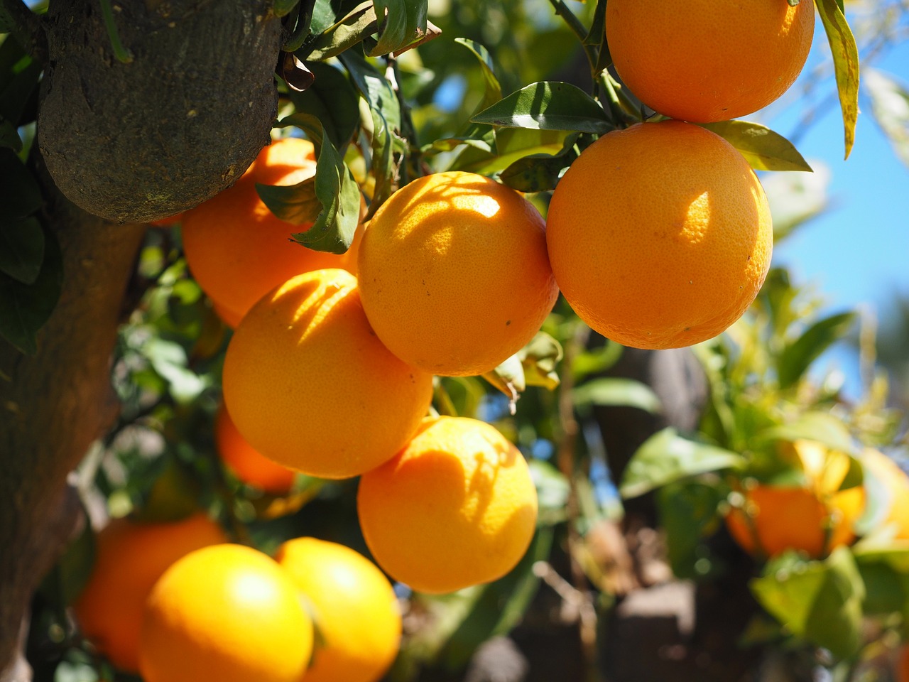 oranges fruits orange tree free photo