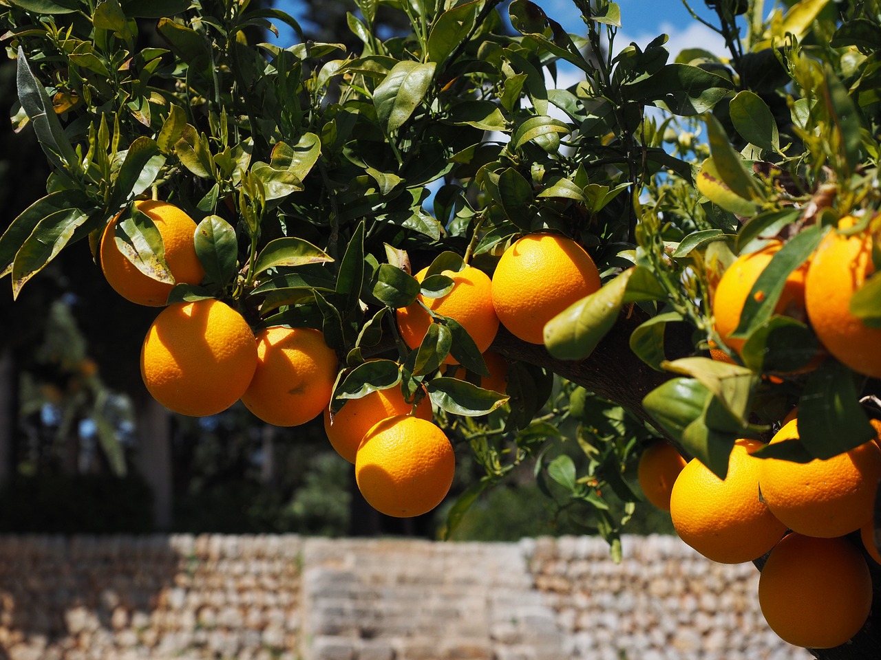 oranges fruits orange tree free photo