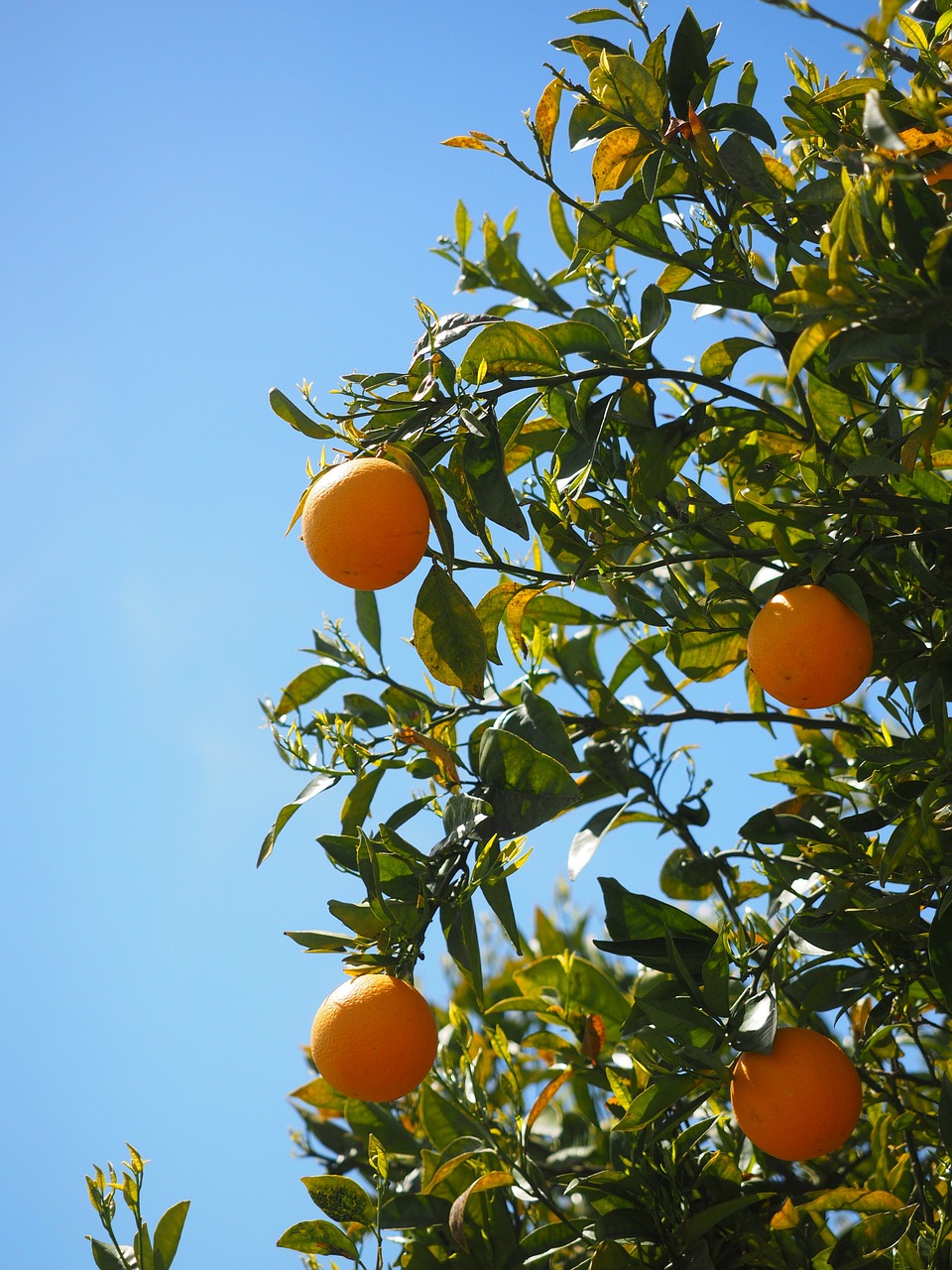 oranges fruits orange tree free photo