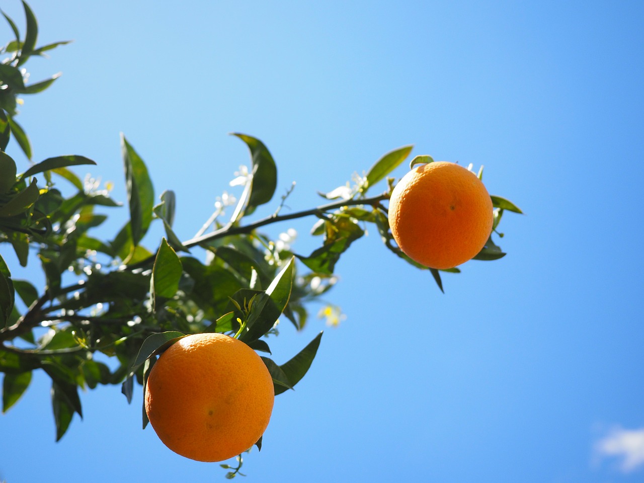 oranges fruits orange tree free photo