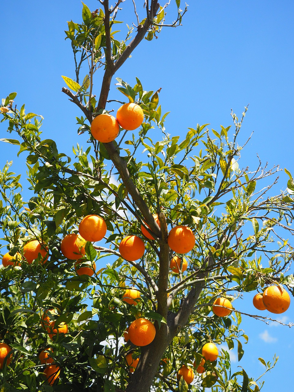 oranges fruits orange tree free photo